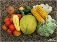 Основы овощеводства