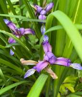 Ирис злаковый (Iris graminea)