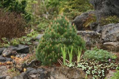 Pinus uncinata Rejviz (2л, 10-15 см)