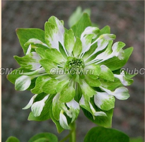 АНЕМОНЕЛЛА ВАСИЛИСТНИКОВАЯ ( ANEMONELLA THALICTROIDES) GREEN HURRICANE