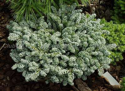 Abies koreana Kohouts Icebreaker (к. 2 л, 15-20 см)