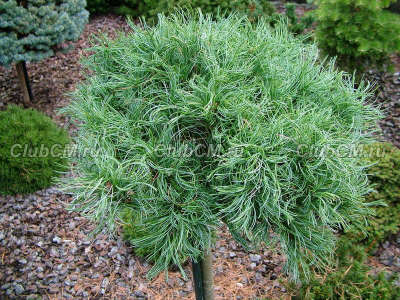 Pinus strobus Green Curls (к. 7,5 л, 20-25 см.)