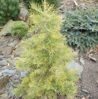 Abies concolor Wintergold (2 л, 20-30)