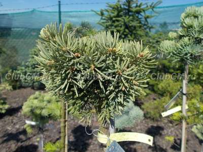 Abies concolor Kadan (шт. 15, 15-20 см.)