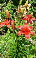 Лилия (Lilium asiatic hybrid ). Red Country