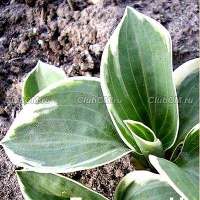 ХОСТА ( HOSTA ) COUNTRY MOUSE