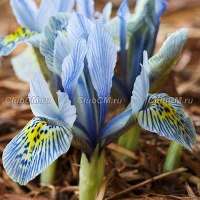 Ирис reticulate “Katharine Hodgkin” Ирис reticulate “Katharine Hodgkin”